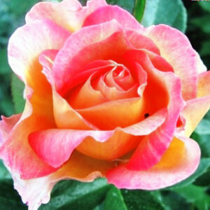 Роза Поль Сезан купить по цене от 400.00р. в интернет-магазине «Посадика» с доставкой почтой в в Новомосковске и по всей России – [изображение №1].