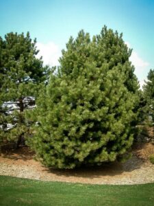 Сосна Чёрная (Pinus Nigra) купить по цене от 270.00р. в интернет-магазине «Посадика» с доставкой почтой в в Новомосковске и по всей России – [изображение №1].