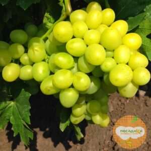 Виноград Аркадия купить по цене от 310р. в интернет-магазине «Посадика» с доставкой почтой в в Новомосковске и по всей России – [изображение №1].