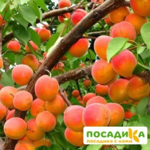 Абрикос Ветеран Севастополя купить по цене от 355р. в интернет-магазине «Посадика» с доставкой почтой в в Новомосковске и по всей России – [изображение №1].