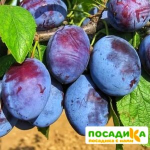 Слива Чачакская ранняя купить по цене от 229.00р. в интернет-магазине «Посадика» с доставкой почтой в в Новомосковске и по всей России – [изображение №1].