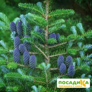 Пихта корейская (Abies koreana) купить по цене от 450.00р. в интернет-магазине «Посадика» с доставкой почтой в в Новомосковске и по всей России – [изображение №1].