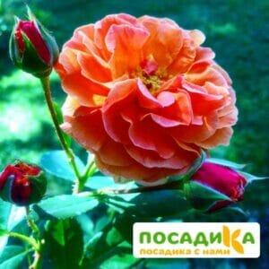 Роза Арабия купить по цене от 350.00р. в интернет-магазине «Посадика» с доставкой почтой в в Новомосковске и по всей России – [изображение №1].