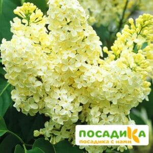 Сирень Примроуз (Primrose) купить по цене от 529.00р. в интернет-магазине «Посадика» с доставкой почтой в в Новомосковске и по всей России – [изображение №1].