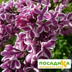 Сирень Сенсация купить по цене от 529.00р. в интернет-магазине «Посадика» с доставкой почтой в в Новомосковске и по всей России – [изображение №1].