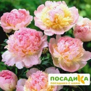 Пион Распберри Сандей (Paeonia Raspberry Sundae) купить по цене от 959р. в интернет-магазине «Посадика» с доставкой почтой в в Новомосковске и по всей России – [изображение №1].