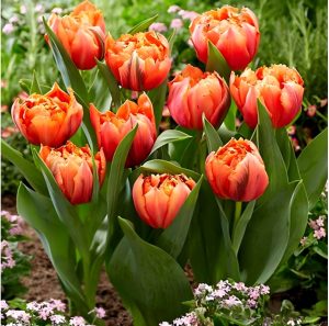 Тюльпан Гудошник Дабл купить по цене от 185р. в интернет-магазине «Посадика» с доставкой почтой в в Новомосковске и по всей России – [изображение №1].