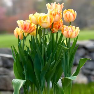 Тюльпан Верона Санрайз купить по цене от 280р. в интернет-магазине «Посадика» с доставкой почтой в в Новомосковске и по всей России – [изображение №1].
