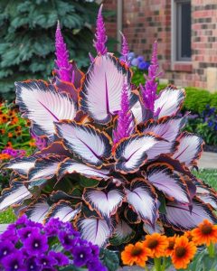 Хоста Кримэн Дрим купить по цене от 549р. в интернет-магазине «Посадика» с доставкой почтой в в Новомосковске и по всей России – [изображение №1].