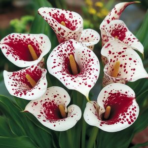 Калла Эмпайр купить по цене от 302р. в интернет-магазине «Посадика» с доставкой почтой в в Новомосковске и по всей России – [изображение №1].