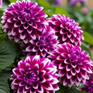 Георгин Кристал Корт купить по цене от 602р. в интернет-магазине «Посадика» с доставкой почтой в в Новомосковске и по всей России – [изображение №1].