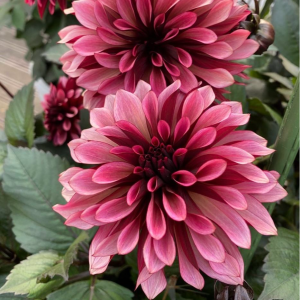 Георгин Перли Сансет купить по цене от 309р. в интернет-магазине «Посадика» с доставкой почтой в в Новомосковске и по всей России – [изображение №1].