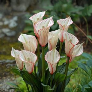 Калла Глейшер купить по цене от 299р. в интернет-магазине «Посадика» с доставкой почтой в в Новомосковске и по всей России – [изображение №1].