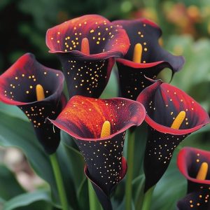 Калла Нуар купить по цене от 299р. в интернет-магазине «Посадика» с доставкой почтой в в Новомосковске и по всей России – [изображение №1].