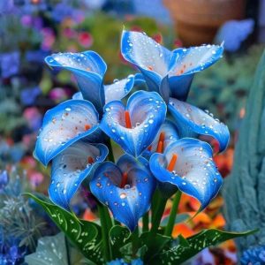 Калла Портрейт купить по цене от 292р. в интернет-магазине «Посадика» с доставкой почтой в в Новомосковске и по всей России – [изображение №1].