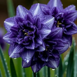 Нарцисс Царский Венец купить по цене от 378р. в интернет-магазине «Посадика» с доставкой почтой в в Новомосковске и по всей России – [изображение №1].