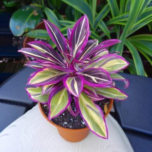 Хоста Сильвер Стик купить по цене от 650р. в интернет-магазине «Посадика» с доставкой почтой в в Новомосковске и по всей России – [изображение №1].