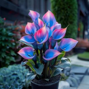 Калла Импрессия купить по цене от 590р. в интернет-магазине «Посадика» с доставкой почтой в в Новомосковске и по всей России – [изображение №1].