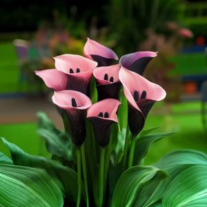 Калла Энигма купить по цене от 291р. в интернет-магазине «Посадика» с доставкой почтой в в Новомосковске и по всей России – [изображение №1].