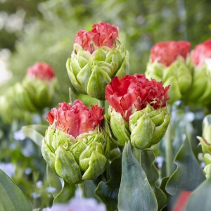 Тюльпан Бычий Глаз купить по цене от 275р. в интернет-магазине «Посадика» с доставкой почтой в в Новомосковске и по всей России – [изображение №1].