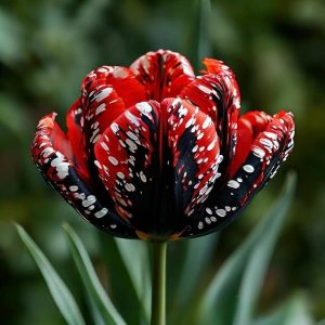 Тюльпан Вельвет Файер купить по цене от 394р. в интернет-магазине «Посадика» с доставкой почтой в в Новомосковске и по всей России – [изображение №1].