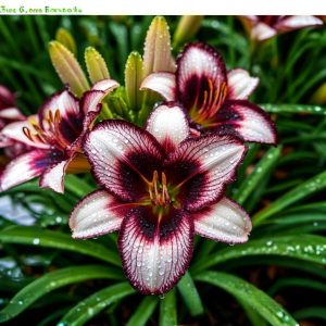 Лилейник Крим Сикл купить по цене от 799р. в интернет-магазине «Посадика» с доставкой почтой в в Новомосковске и по всей России – [изображение №1].