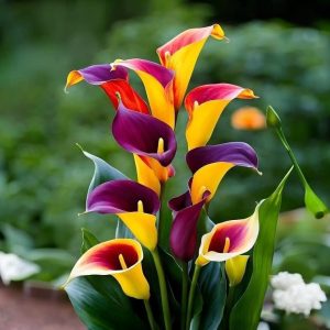 Калла Кристалл купить по цене от 450р. в интернет-магазине «Посадика» с доставкой почтой в в Новомосковске и по всей России – [изображение №1].