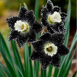 Нарцисс Кассата купить по цене от 372р. в интернет-магазине «Посадика» с доставкой почтой в в Новомосковске и по всей России – [изображение №1].