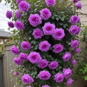 Роза Мистик Уайт купить по цене от 620р. в интернет-магазине «Посадика» с доставкой почтой в в Новомосковске и по всей России – [изображение №1].