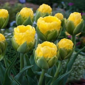 Тюльпан махровый Ванила Коп купить по цене от 159р. в интернет-магазине «Посадика» с доставкой почтой в в Новомосковске и по всей России – [изображение №1].