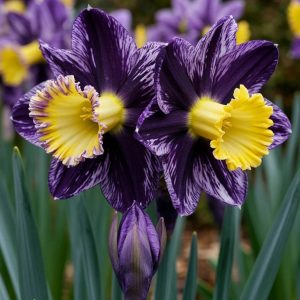 Нарцисс Акропоис купить по цене от 382р. в интернет-магазине «Посадика» с доставкой почтой в в Новомосковске и по всей России – [изображение №1].