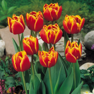 Тюльпан Блэк Фаер купить по цене от 275р. в интернет-магазине «Посадика» с доставкой почтой в в Новомосковске и по всей России – [изображение №1].