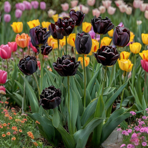 Тюльпан махровый Рейдинс Дарк купить по цене от 230р. в интернет-магазине «Посадика» с доставкой почтой в в Новомосковске и по всей России – [изображение №1].