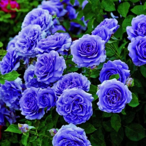 Роза Блю Мун купить по цене от 450р. в интернет-магазине «Посадика» с доставкой почтой в в Новомосковске и по всей России – [изображение №1].