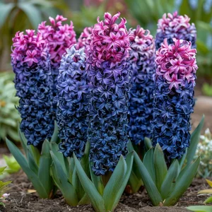 Гиацинт Блю Спринг купить по цене от 2099р. в интернет-магазине «Посадика» с доставкой почтой в в Новомосковске и по всей России – [изображение №1].