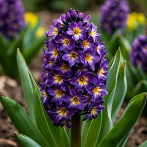 Гиацинт Вельвет Колор купить по цене от 2099р. в интернет-магазине «Посадика» с доставкой почтой в в Новомосковске и по всей России – [изображение №1].