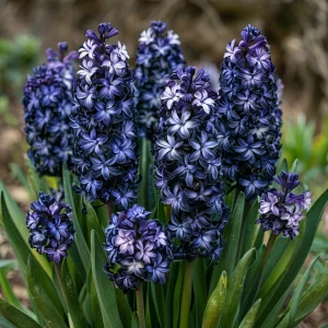 Гиацинт Блум Клауд купить по цене от 2099р. в интернет-магазине «Посадика» с доставкой почтой в в Новомосковске и по всей России – [изображение №1].