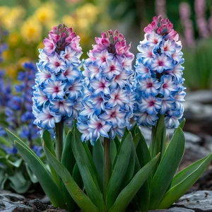 Гиацинт Пинк Мари купить по цене от 2099р. в интернет-магазине «Посадика» с доставкой почтой в в Новомосковске и по всей России – [изображение №1].