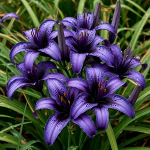 Лилейник Блю Айрис купить по цене от 324р. в интернет-магазине «Посадика» с доставкой почтой в в Новомосковске и по всей России – [изображение №1].