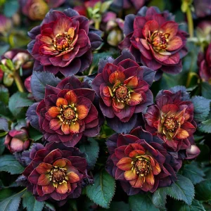 Морозник Сноу Дроп купить по цене от 348р. в интернет-магазине «Посадика» с доставкой почтой в в Новомосковске и по всей России – [изображение №1].