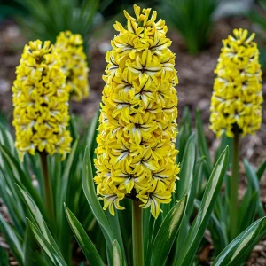 Гиацинт Сансет Голд купить по цене от 2099р. в интернет-магазине «Посадика» с доставкой почтой в в Новомосковске и по всей России – [изображение №1].