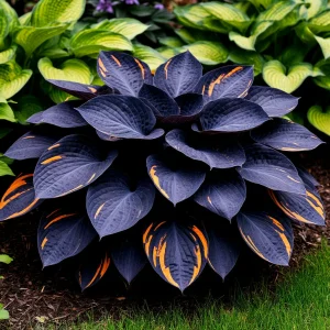 Хоста Умбра купить по цене от 349р. в интернет-магазине «Посадика» с доставкой почтой в в Новомосковске и по всей России – [изображение №1].