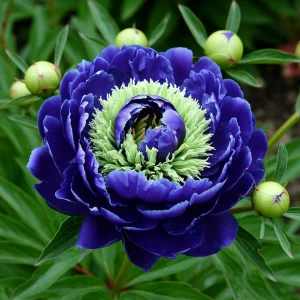 Пион Дримвивер купить по цене от 417р. в интернет-магазине «Посадика» с доставкой почтой в в Новомосковске и по всей России – [изображение №1].