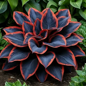 Хоста Солнечный Агат купить по цене от 440р. в интернет-магазине «Посадика» с доставкой почтой в в Новомосковске и по всей России – [изображение №1].