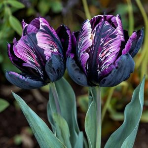 Тюльпан Блэк Каньон купить по цене от 305р. в интернет-магазине «Посадика» с доставкой почтой в в Новомосковске и по всей России – [изображение №1].