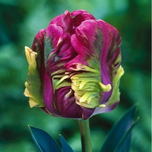 Тюльпан Экзотик Хэвен купить по цене от 186р. в интернет-магазине «Посадика» с доставкой почтой в в Новомосковске и по всей России – [изображение №1].