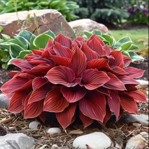 Хоста Малыш Шедевр купить по цене от 421р. в интернет-магазине «Посадика» с доставкой почтой в в Новомосковске и по всей России – [изображение №1].