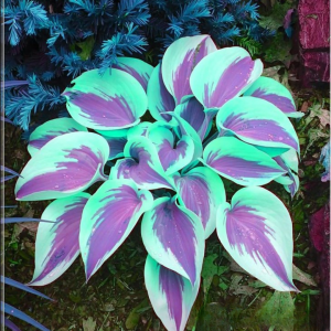 Хоста Висперин Бьюти купить по цене от 379р. в интернет-магазине «Посадика» с доставкой почтой в в Новомосковске и по всей России – [изображение №1].