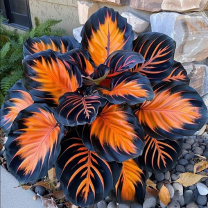 Хоста Сикрет Форест купить по цене от 601р. в интернет-магазине «Посадика» с доставкой почтой в в Новомосковске и по всей России – [изображение №1].