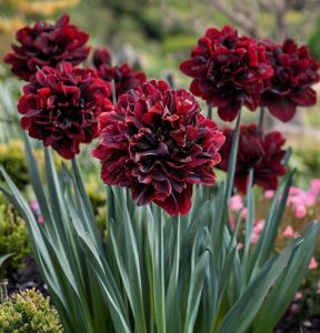 Нарцисс Малиновая Вуаль купить по цене от 3000р. в интернет-магазине «Посадика» с доставкой почтой в в Новомосковске и по всей России – [изображение №1].